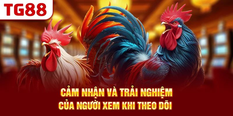 Cảm Nhận Và Trải Nghiệm Của Người Xem Khi Theo Dõi