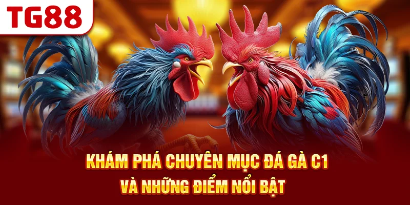Khám Phá Chuyên Mục Đá Gà C1 Và Những Điểm Nổi Bật