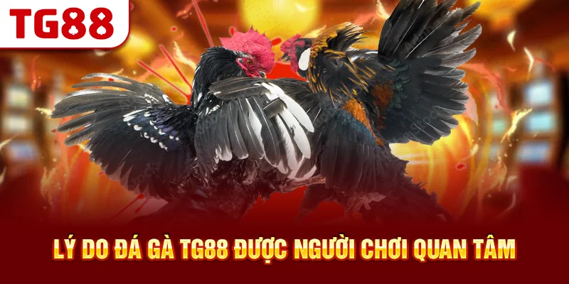 Lý Do Đá Gà TG88 Được Người Chơi Quan Tâm