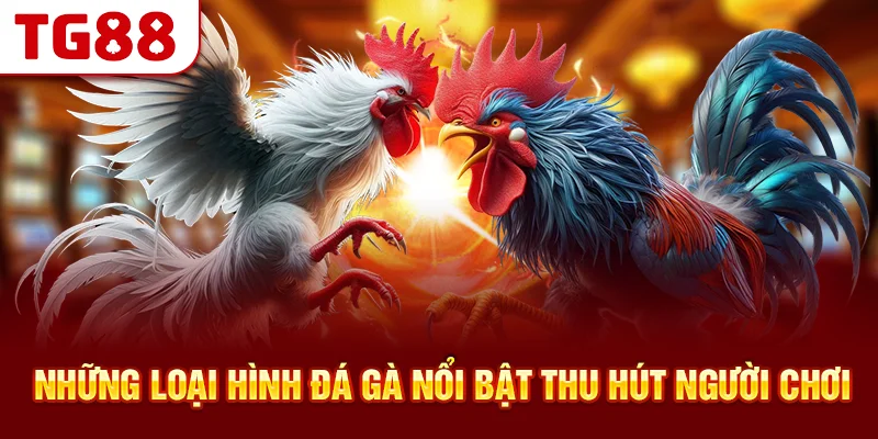 Những Loại Hình Đá Gà Nổi Bật Thu Hút Người Chơi