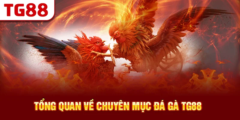 Tổng Quan Về Chuyên Mục Đá Gà TG88
